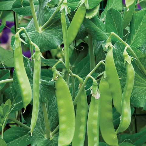 Oregon Sugar Pod II Pea Seed Pack 69642