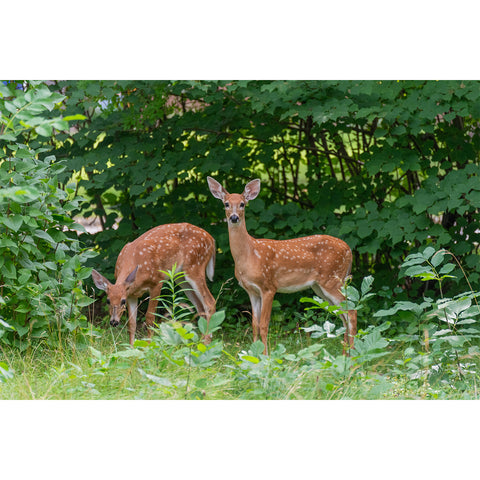 Gentle Fawns 50-Piece Floor Puzzle CH8632