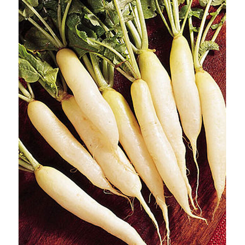 Cherry Belle Radish Seed Pack 64592