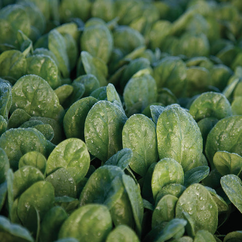 Seaside Hybrid Spinach Seed Pack 9909780