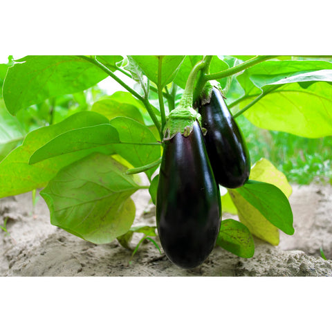 Black Beauty Eggplants