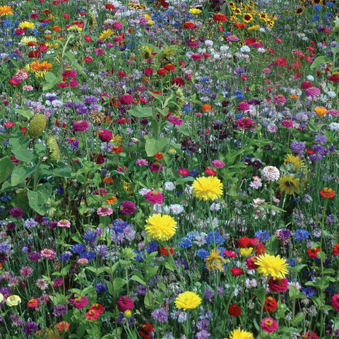 Hummingbird and Butterfly Wildflower Mix 13429