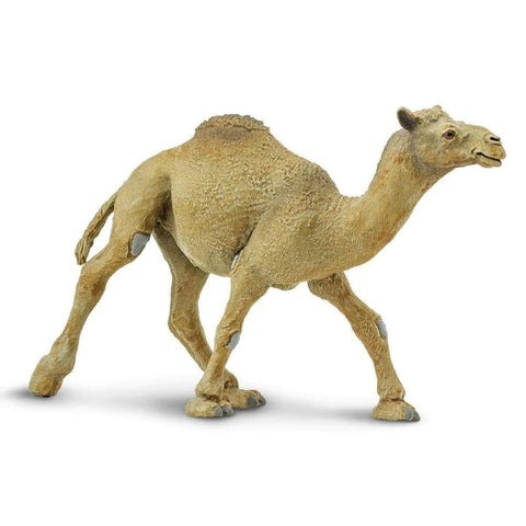 Dromedary Camel 222429